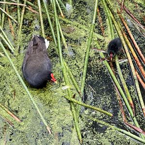 Dusky Moorhen and Chick