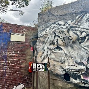 Hidden Snow Leopard (Zoom In)
