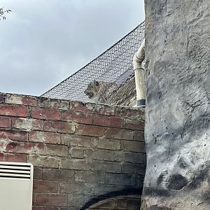 Miska (Flehmen Response)