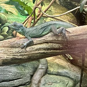Double-crested basilisk (Basiliscus plumifrons)