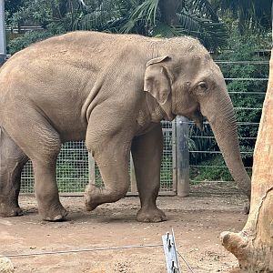 Luk Chai (Moda Musth)