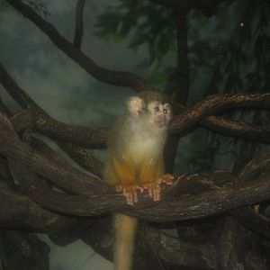Squirrel monkey, Monkey House (August 2010)