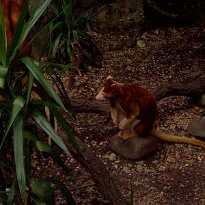 Matschie's tree-kangaroo, Jungleword (December 2005)