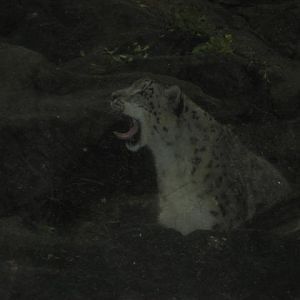 Snow leopard, Himalayan Highlands (August 2009)