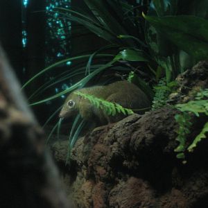 Tree shrew, Jungleworld (August 2010)