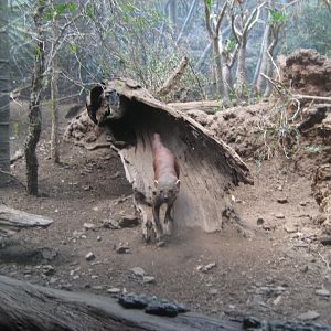 Ring-Tailed Vontsira, Madagascar (August 2010)