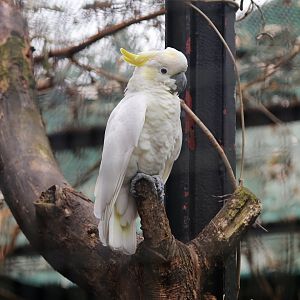 Yellow-crested Cockatoo, December 2018