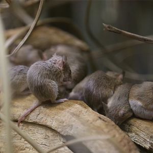 African Pygmy Mouse