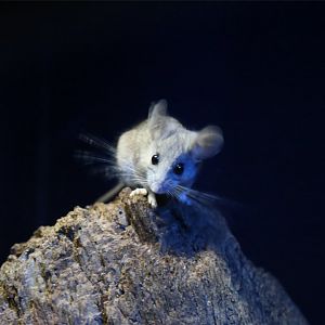 Cactus Mouse (Peromyscus eremicus)