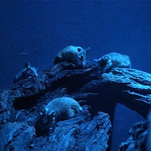 Arabian Spiny Mouse (Acomys dimidiatus)