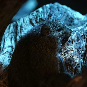 African Grass Rat (Arvicanthis niloticus)