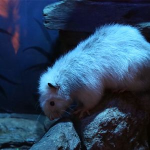 Northern Luzon Giant Cloud Rat