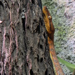 South Pacific tree boa (Candoia bibroni)