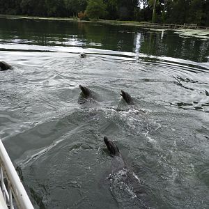 [2020] California sea lions