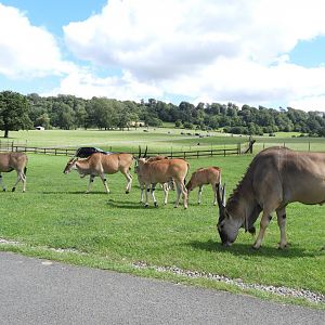 [2020] Common eland