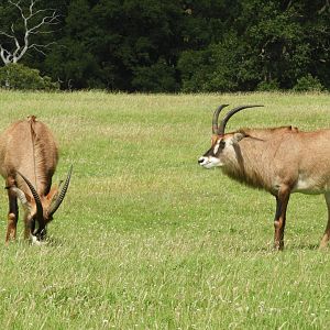 [2020] Roan antelope