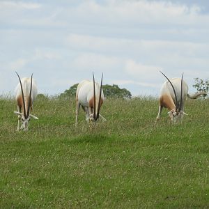 [2020] Scimitar-horned oryx