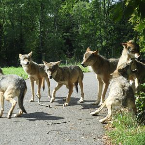 [2020] Eurasian wolves