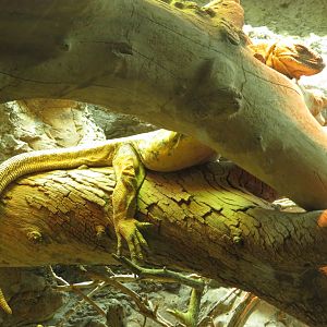 San Esteban Chuckwalla