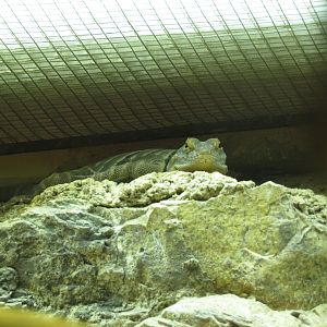 Baja Blue Rock Lizard