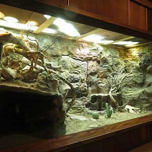 Desert Lizard Exhibit