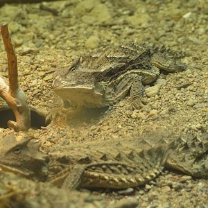 Giant Horned Lizard