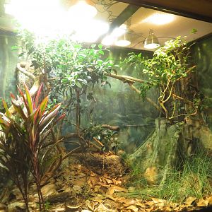 Fiji Banded Iguana Exhibit