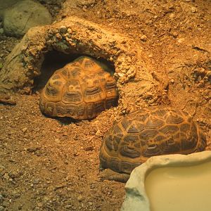 Spider Tortoises