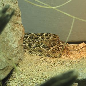 Western Diamondback Rattlesnake