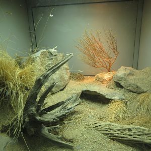 Rattlesnake Exhibit