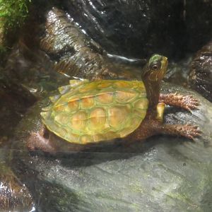 Black-breasted Leaf Turtle