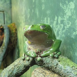 Waxy Monkey Tree Frog