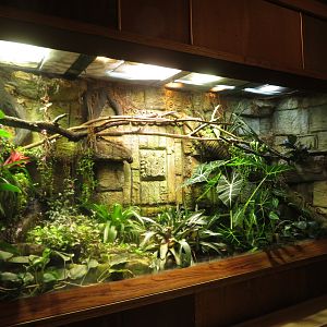 Frog/Boa Neotropical Exhibit