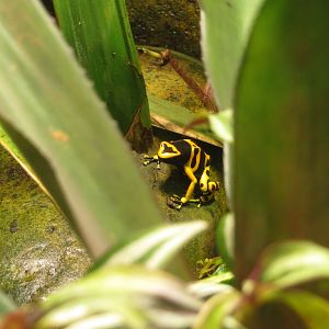 Yellow-banded Poison Dart Frog