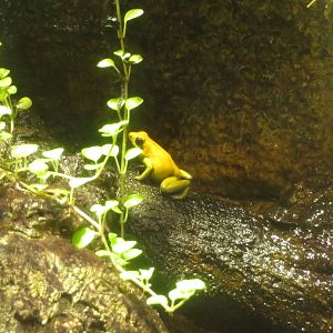 Golden Poison Dart Frog