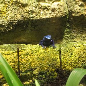 Blue Poison Dart Frog