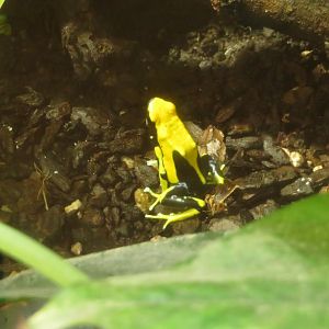 Dyeing Poison Dart Frog