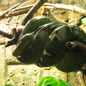 Emerald Tree Boa