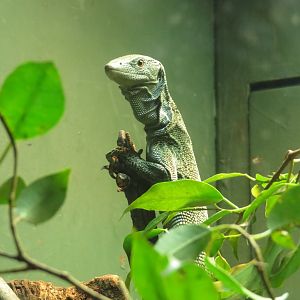 Biak Tree Monitor