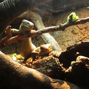 Prehensile-tailed Skinks