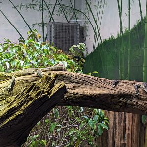 Asian Gardens - juvenile Komodo dragons (2)