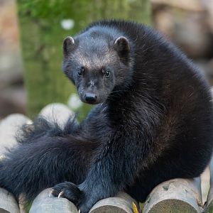 Wolverine (m) CWP, UK