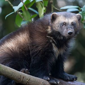 Wolverine (f) CWP, UK