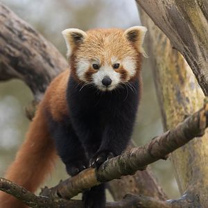 Red panda, CWP, UK