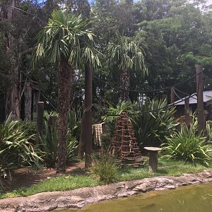 Bolivian Squirrel Monkey exhibit