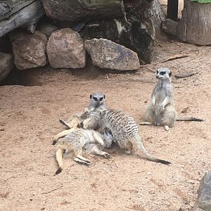 Meerkat stacks-on