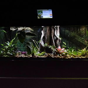 [December 2023] Herpetarium- Central American bushmaster (Lachesis stenophrys) exhibit