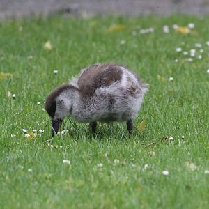 Paradise Shelduck duckling