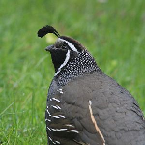 California Quail male
