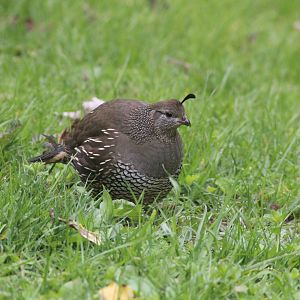 California Quail female